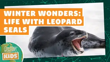 Winter Wonders: Life with Leopard Seals