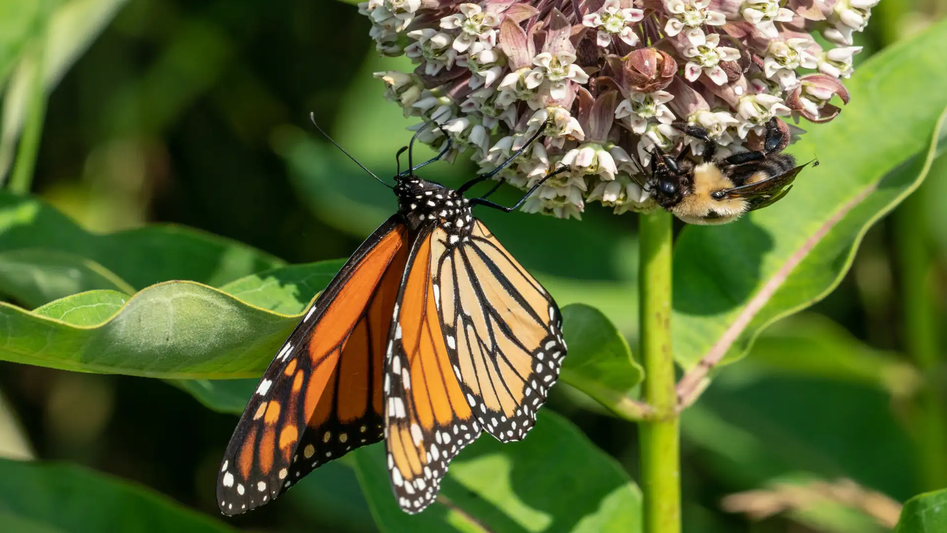 S2 E27: Have You Heard the Buzz? Why We Need Pollinators