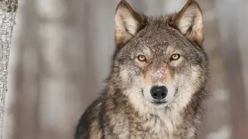 Wolf Hunting