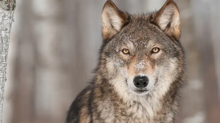 Wolf Hunting