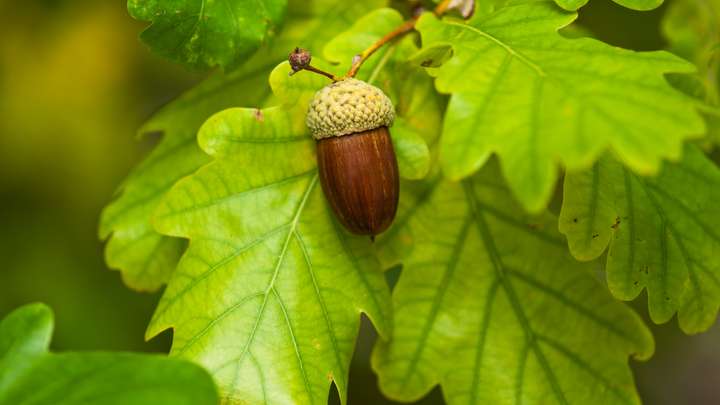 The Far Reach of the Oak Tree