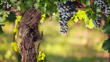 The True Vine