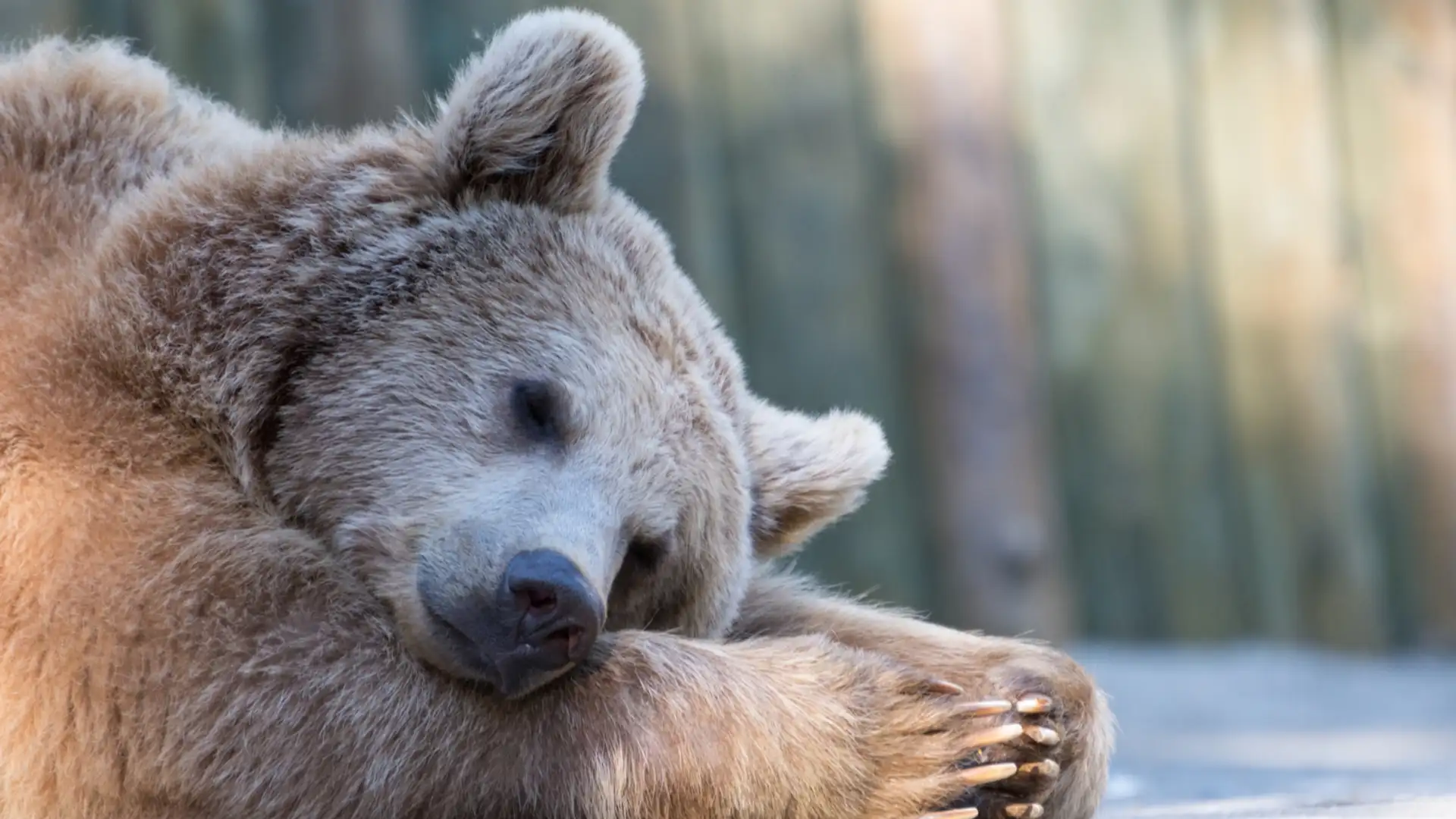 Hibernation for Humans?