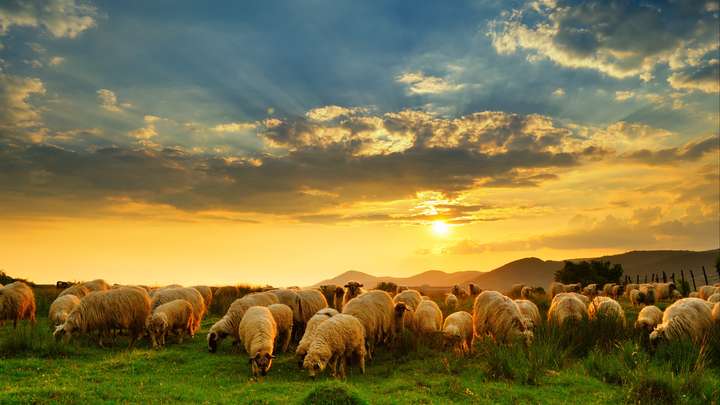 The Sheepfold of God