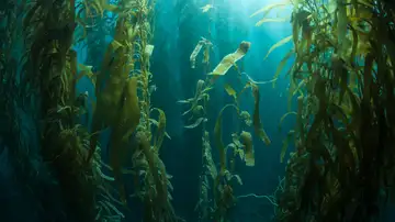 Farming and Eating Algae