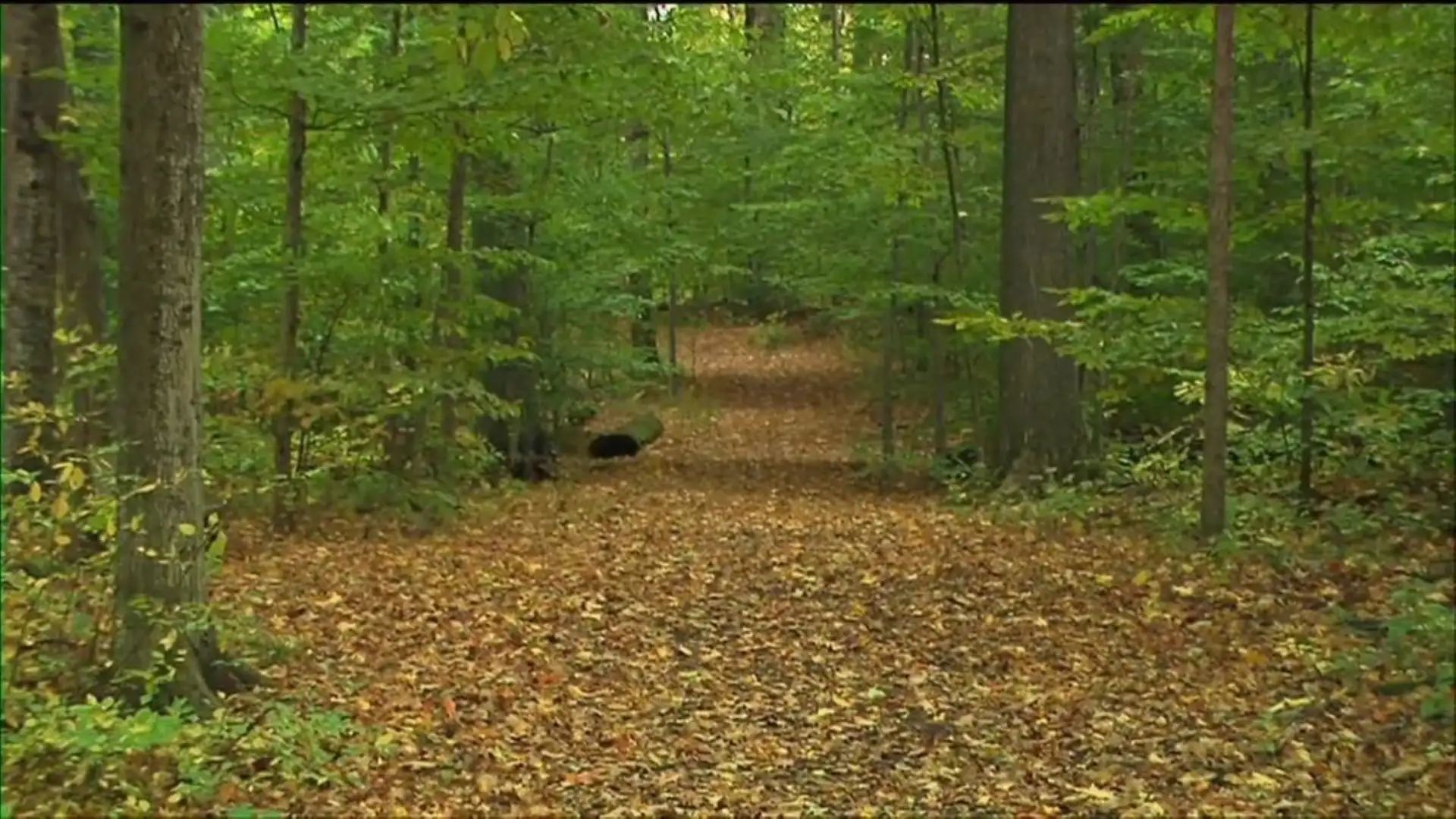 First Vision--Part 5