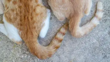 Animal Tales