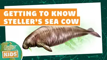 Getting to Know Steller’s Sea Cow
