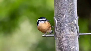 Backyard Wildlife