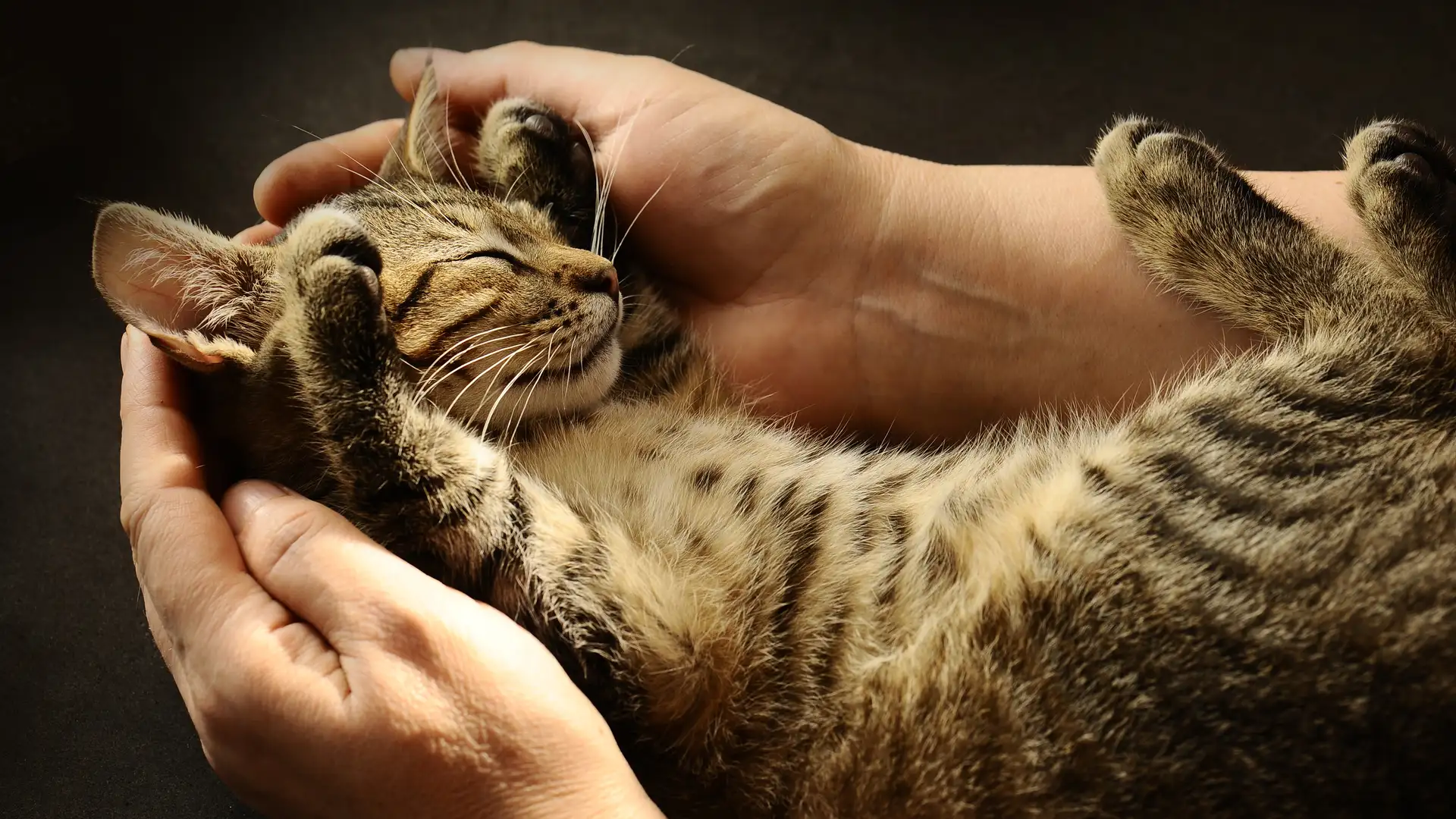 Learning To Be a Better Human By Hanging Out with Animals