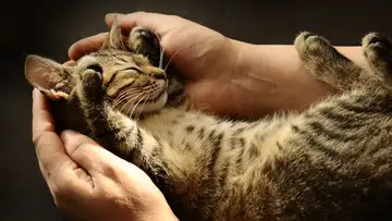 Learning To Be a Better Human By Hanging Out with Animals