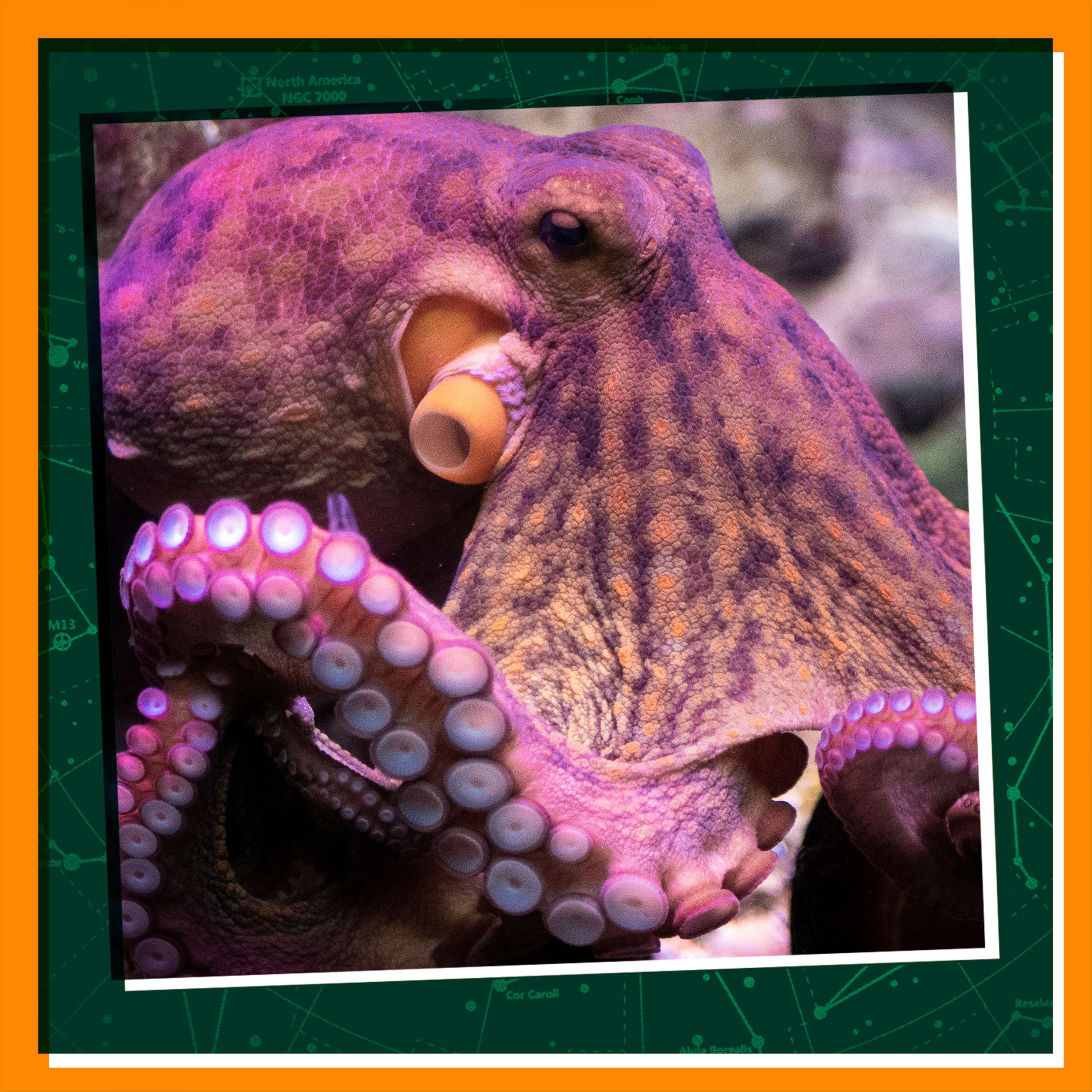 Making Friends with Octopuses