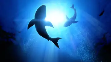 Losing the Sharks