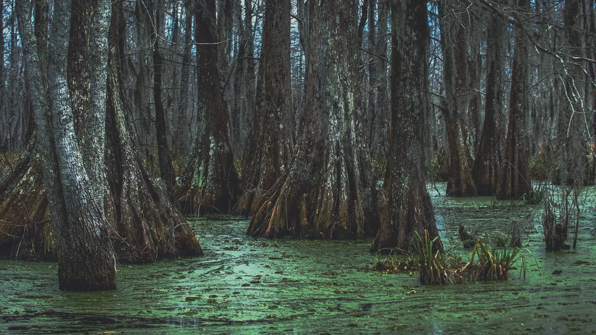 The Great Dismal Swamp