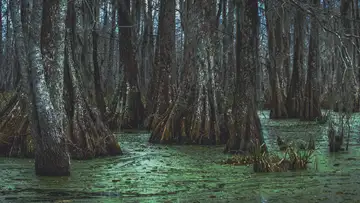 The Great Dismal Swamp