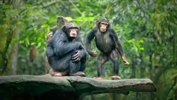 Baby Chimp Rescue