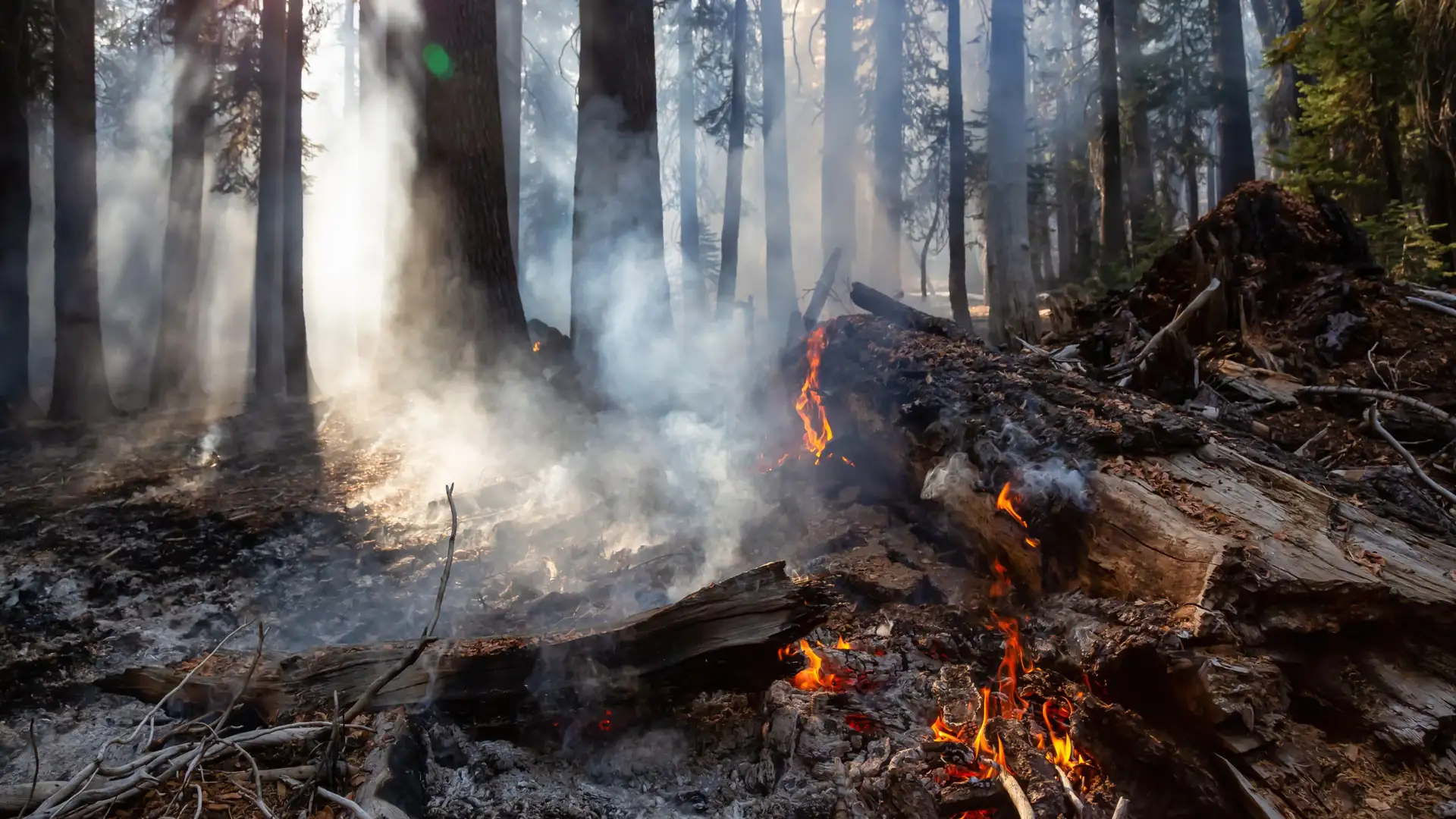 Why Zombie Fires Are Becoming More Common