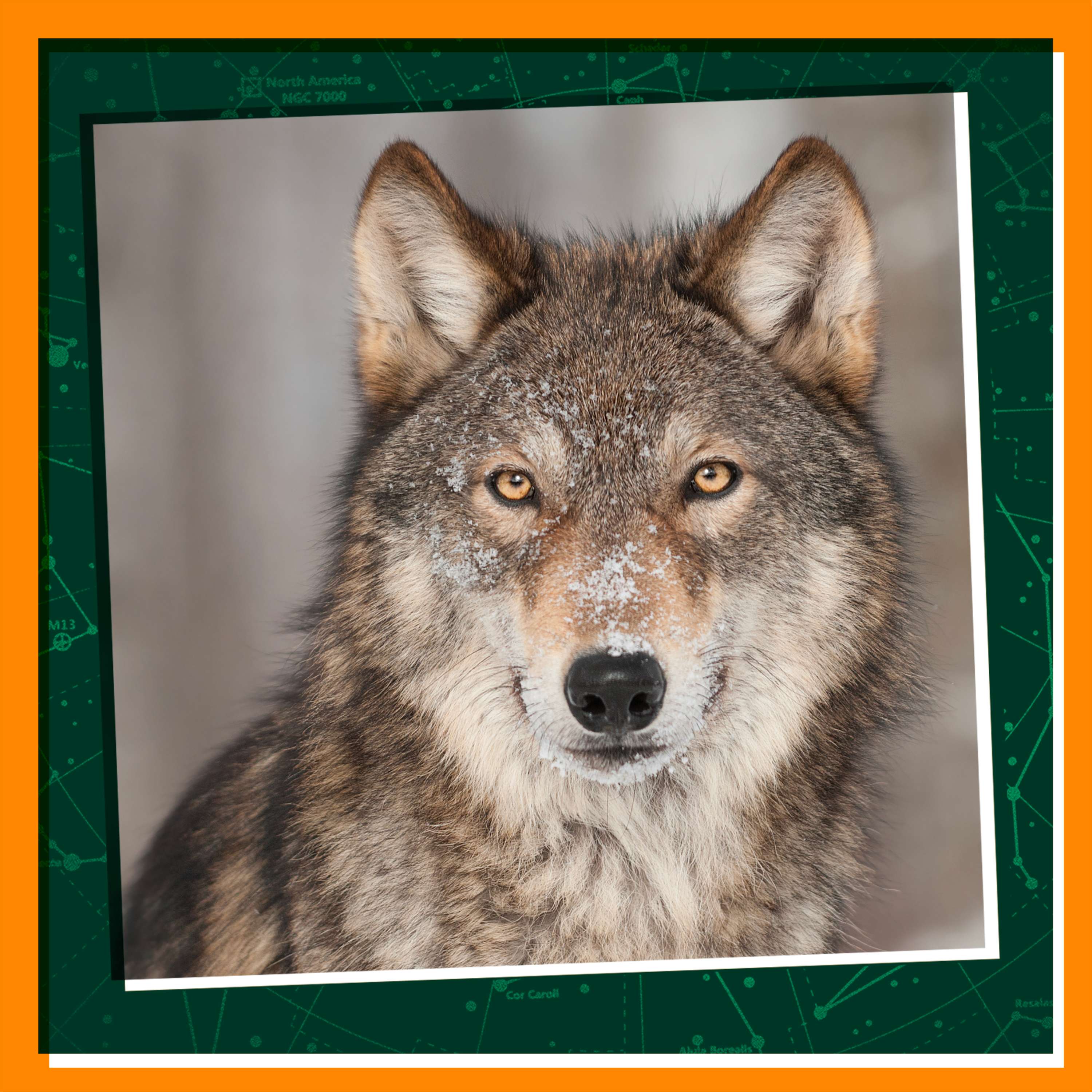 Making Peace in the Wolf Wars