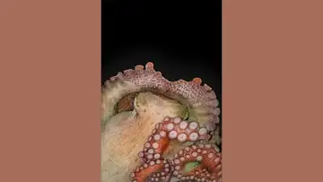 Octopuses Dreaming