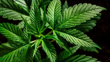 AHDH & Cannabis