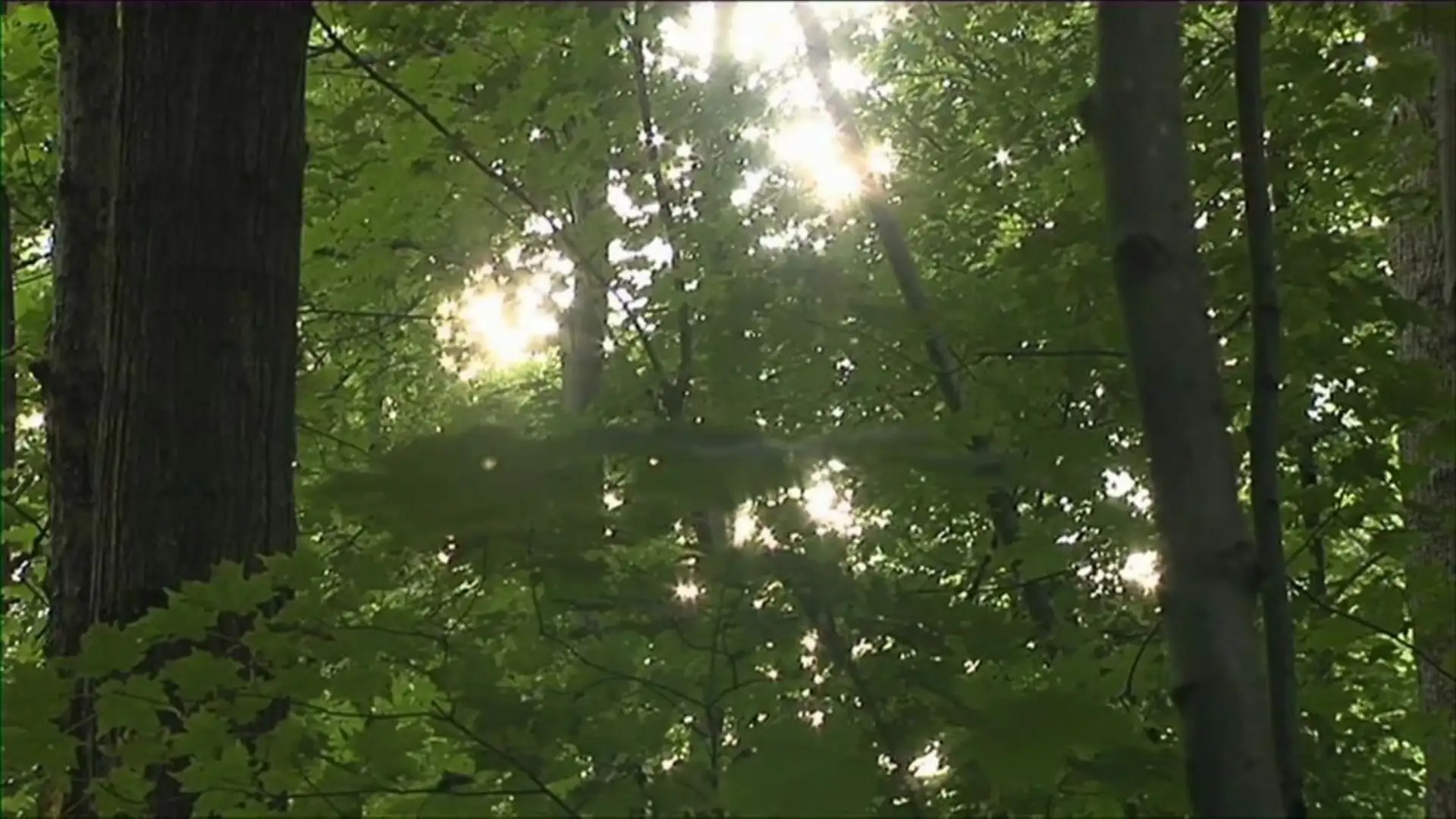 First Vision--Part 1