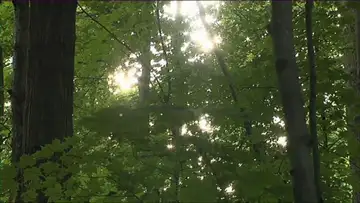 First Vision--Part 1