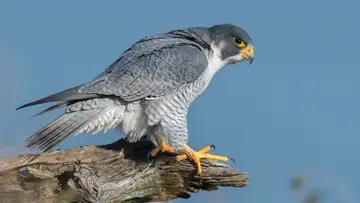 Raptors Keep Jersey Gulls in Line
