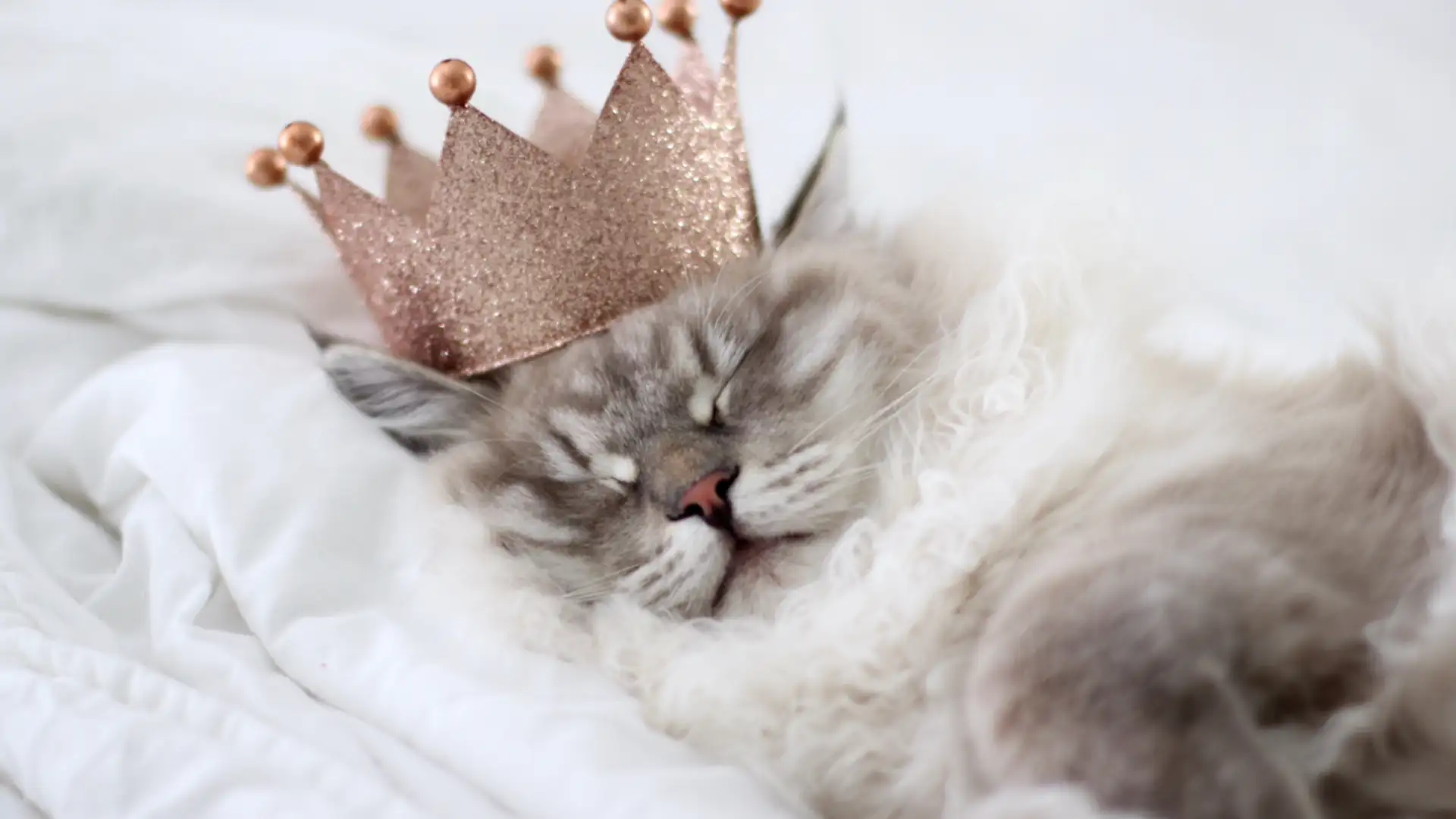 EXTRA: "The King's Storyteller" by Liz Weir