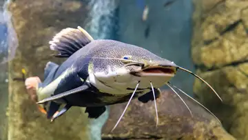 S1 E24: Mr. Catfish