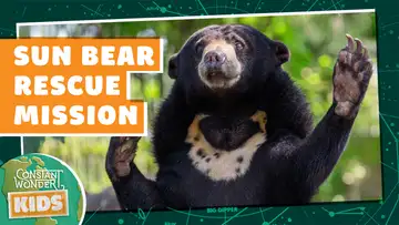 Sun Bear Rescue Mission