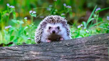 The World’s Most Important Creature