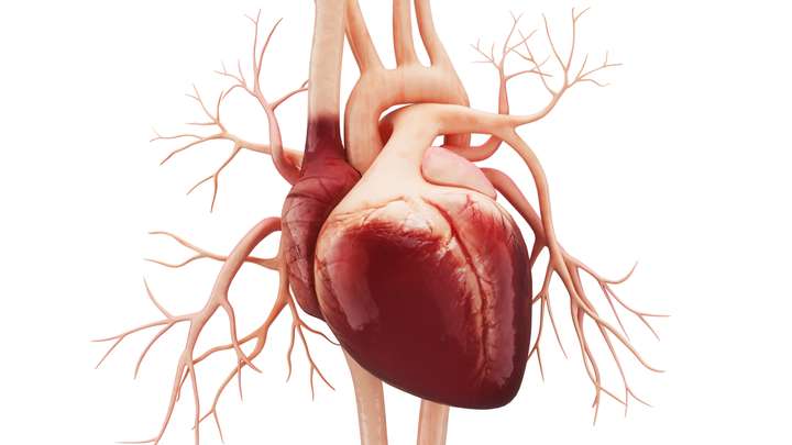 Pump: A Natural History of the Heart