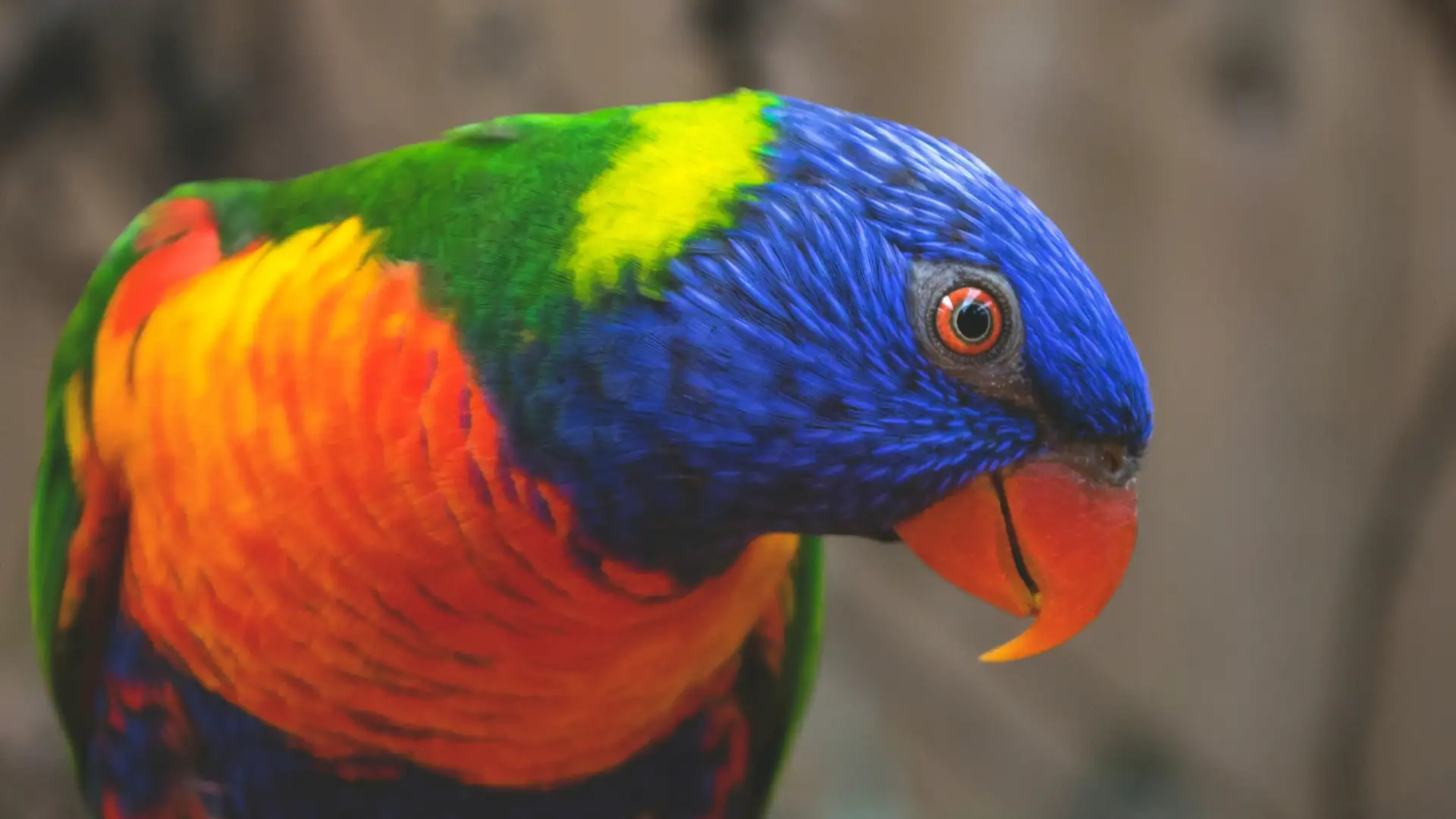 Evolution for Climate Change