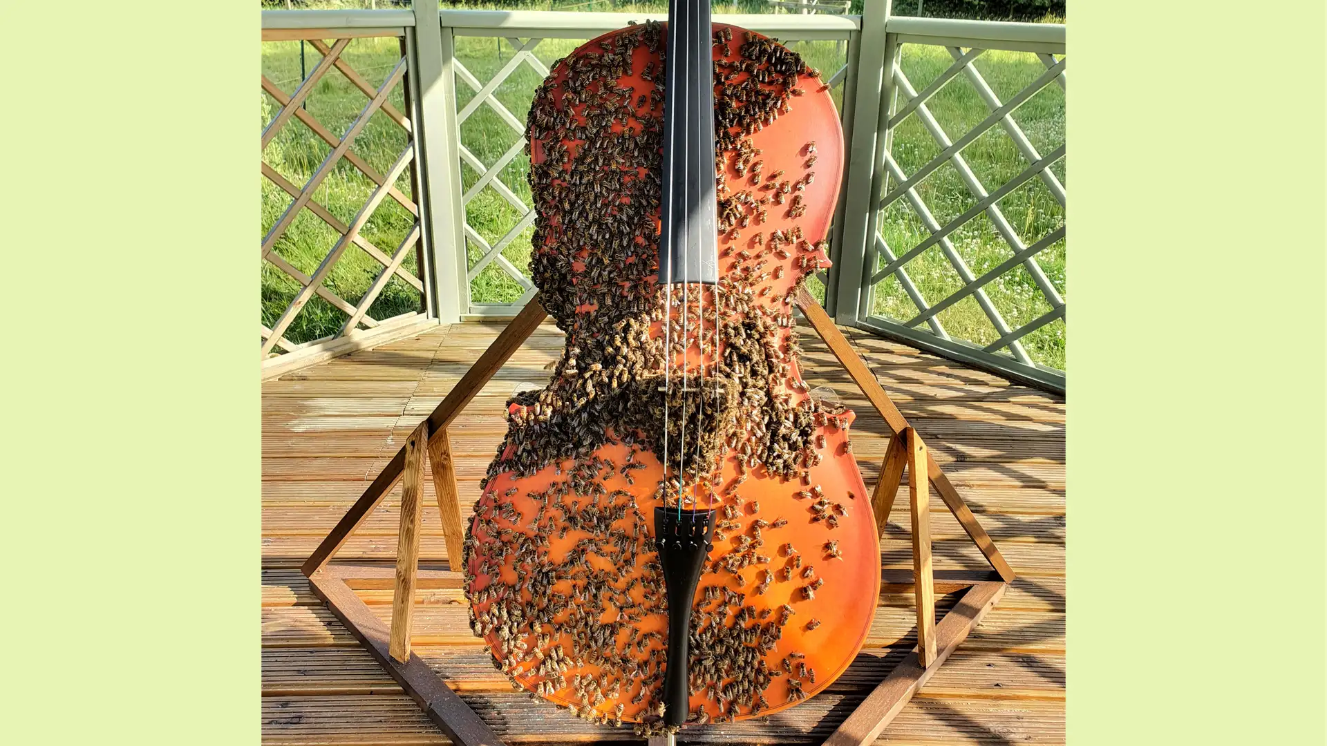 Bees with Good Vibes: A Tale of Two Hives