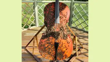 Bees with Good Vibes: A Tale of Two Hives