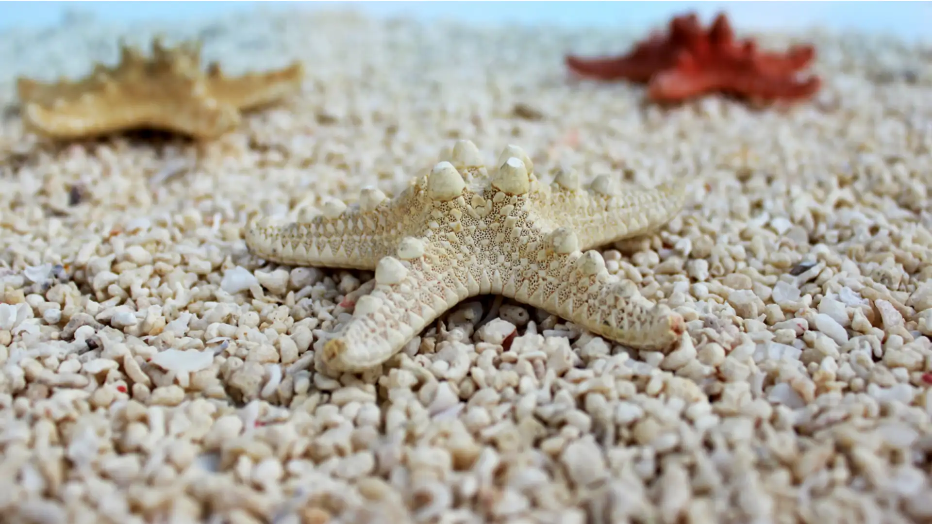 EXTRA: "Starfish" by Charlotte Blake Alston