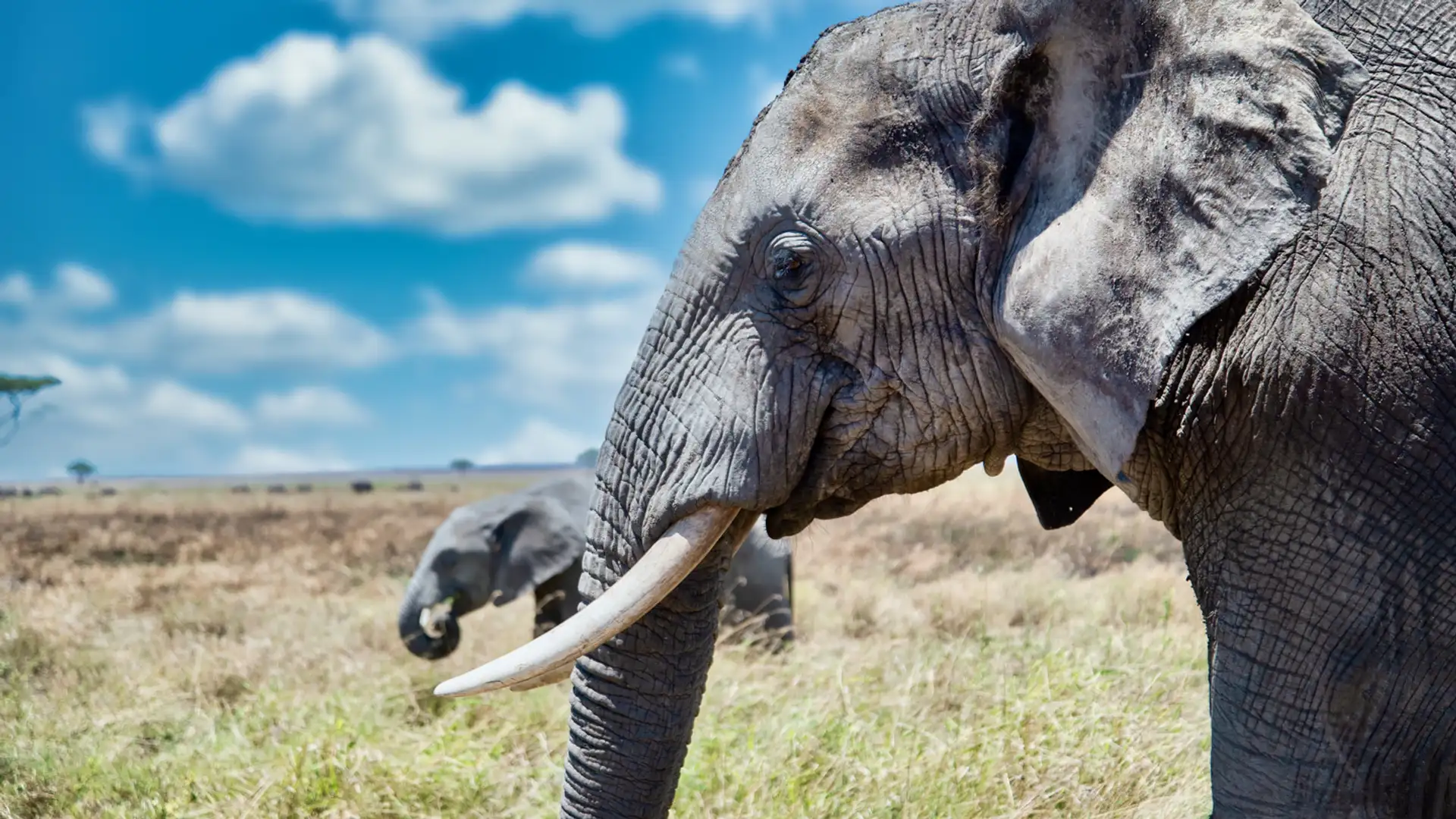 Elephant Versus Unanana