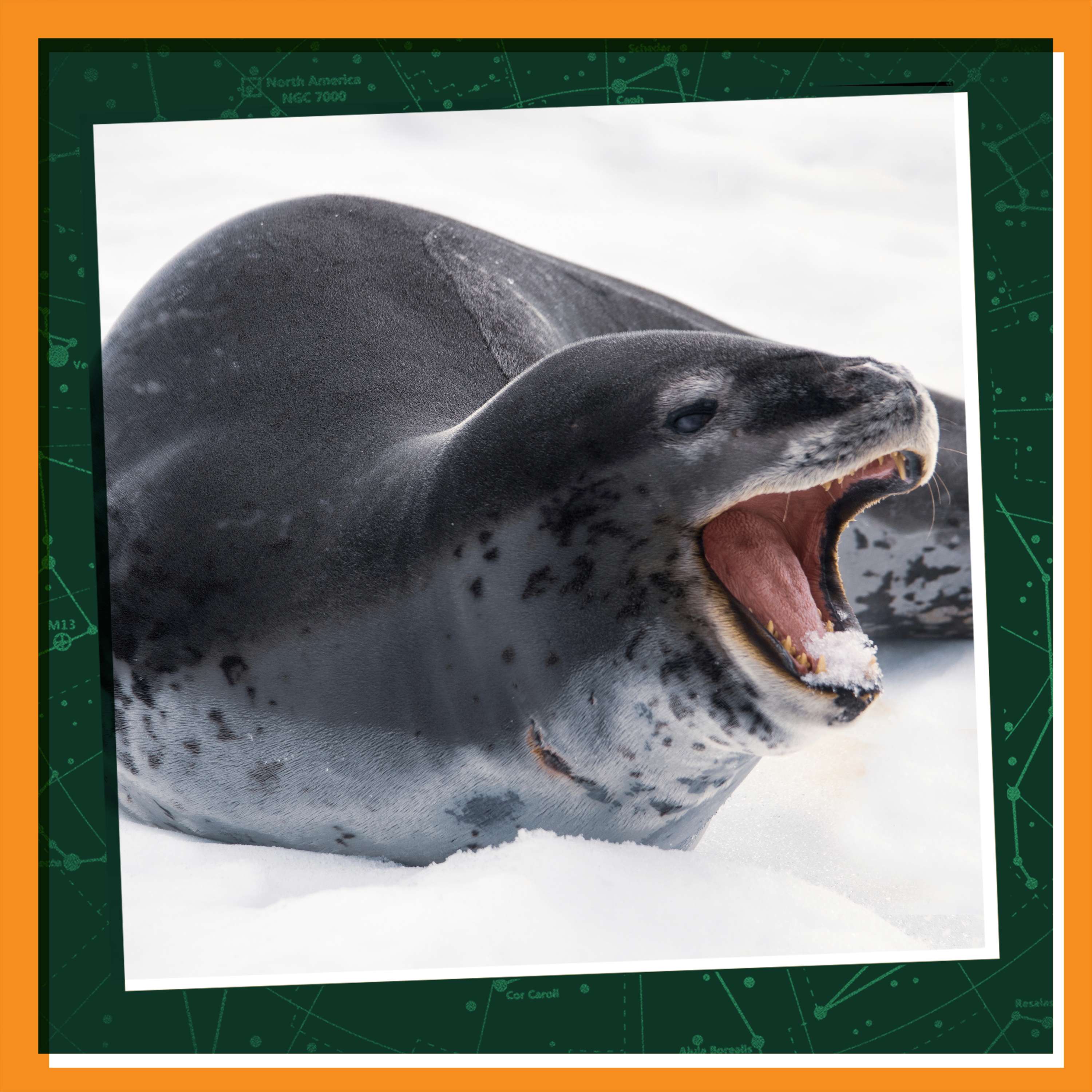 Winter Wonders: Life with Leopard Seals Winter Wonders: Life with Leopard Seals