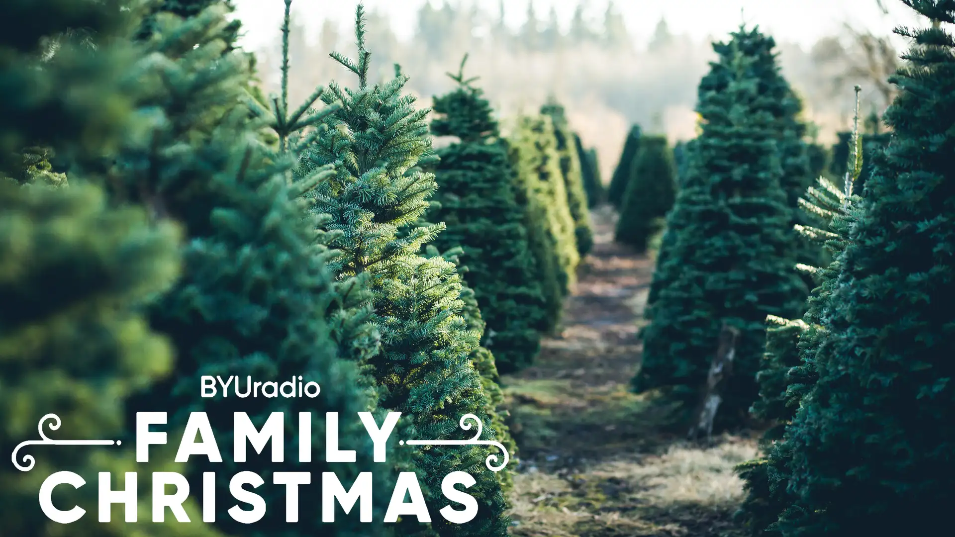 Searching for a Christmas Tree