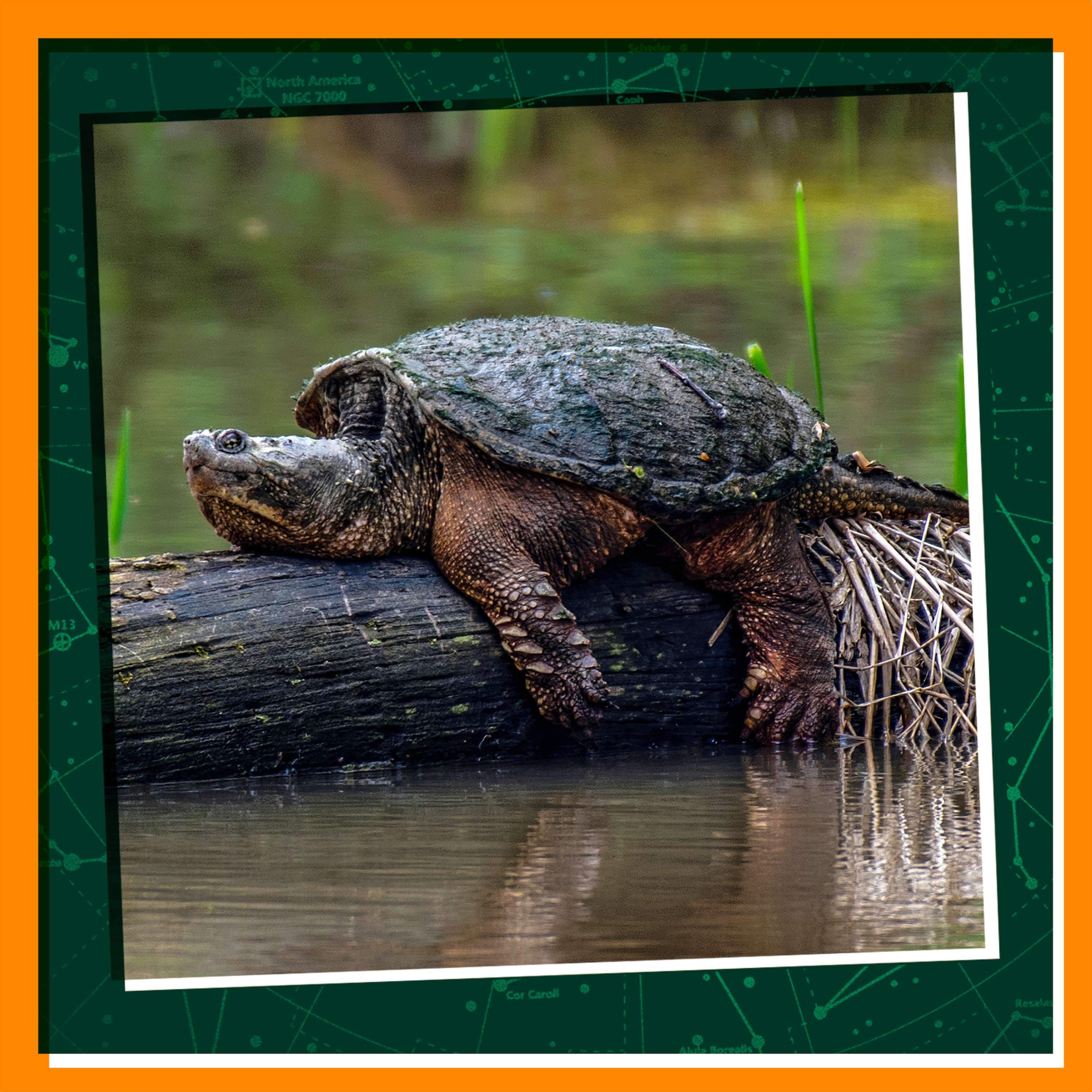 Replay: Healing Turtles, Healing the World