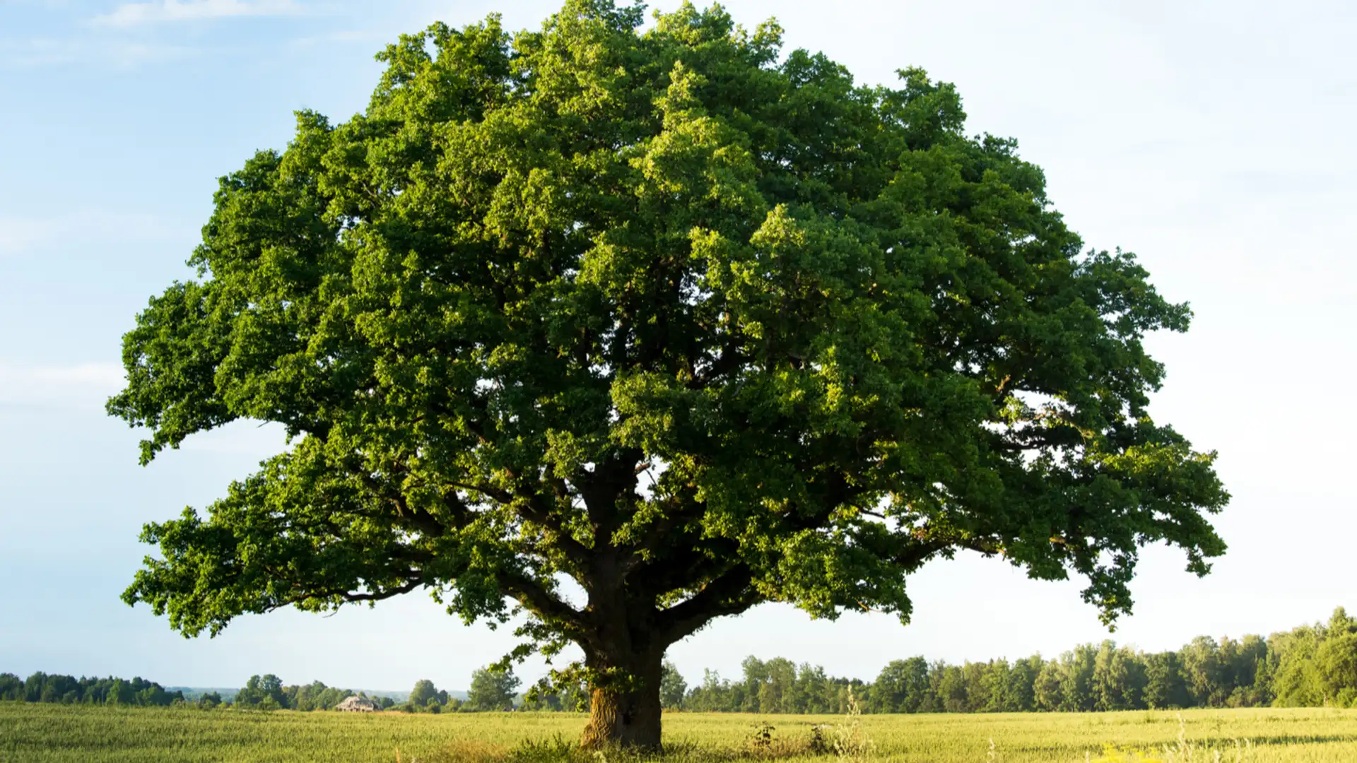 Experiences Produce Results