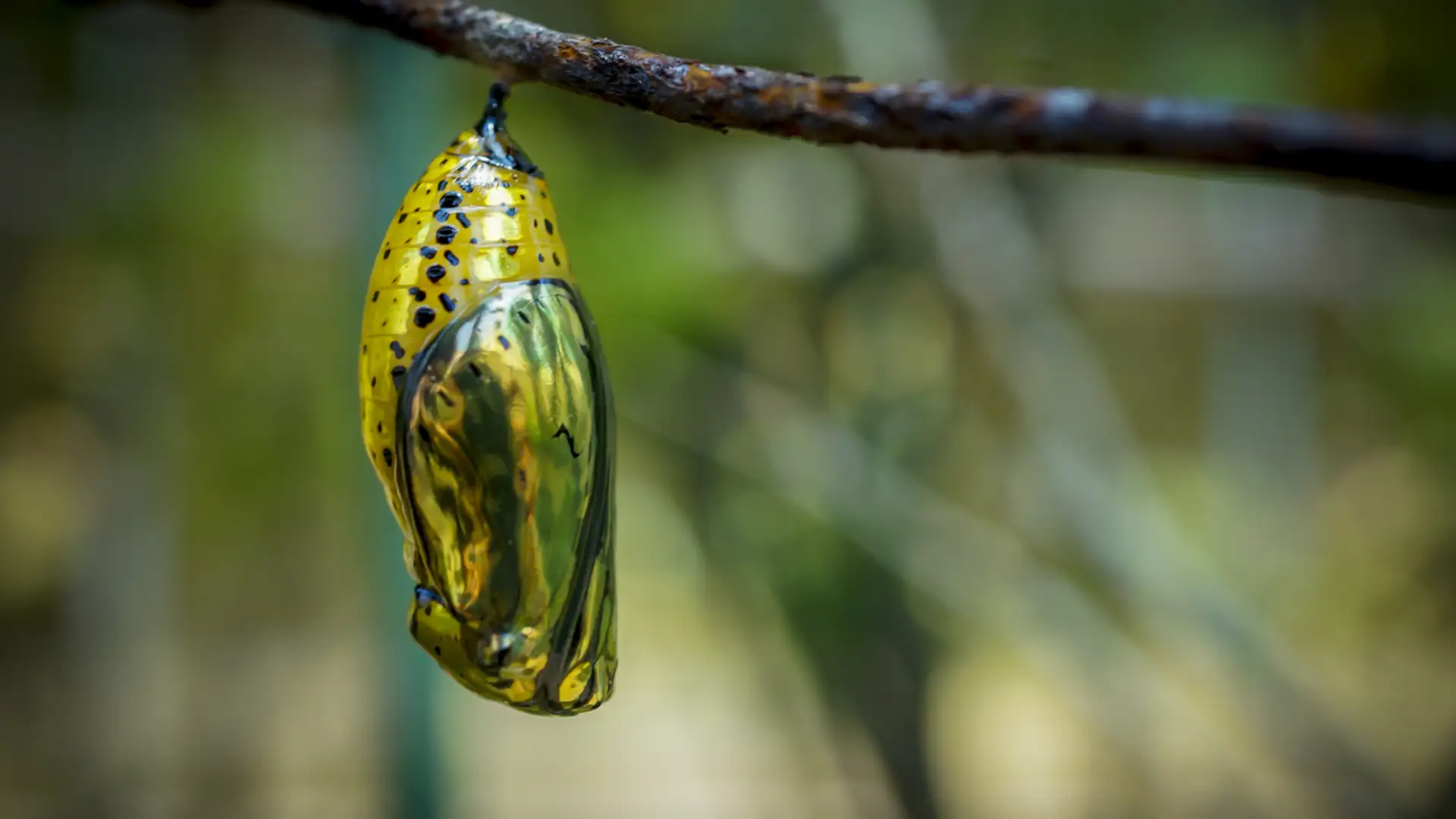 EXTRA: "Willie the Bug Man" by Susan Klein