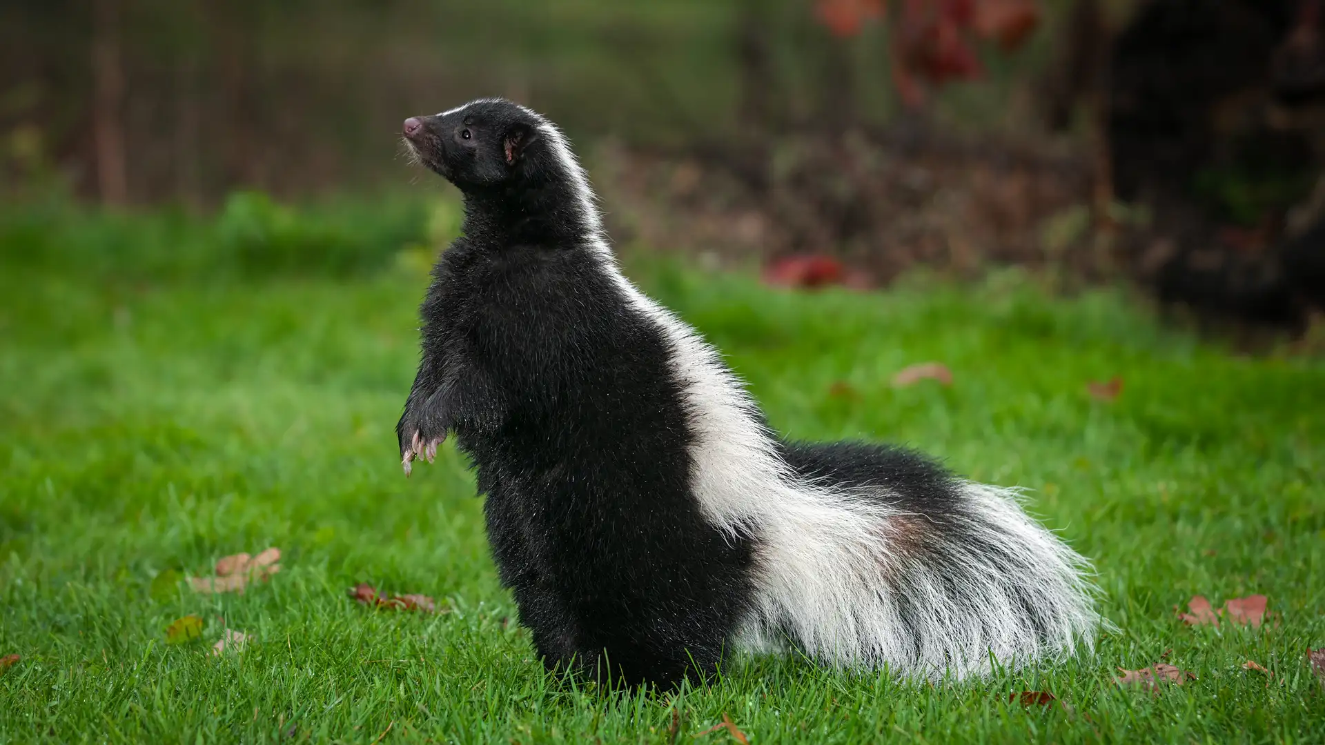 Skunks