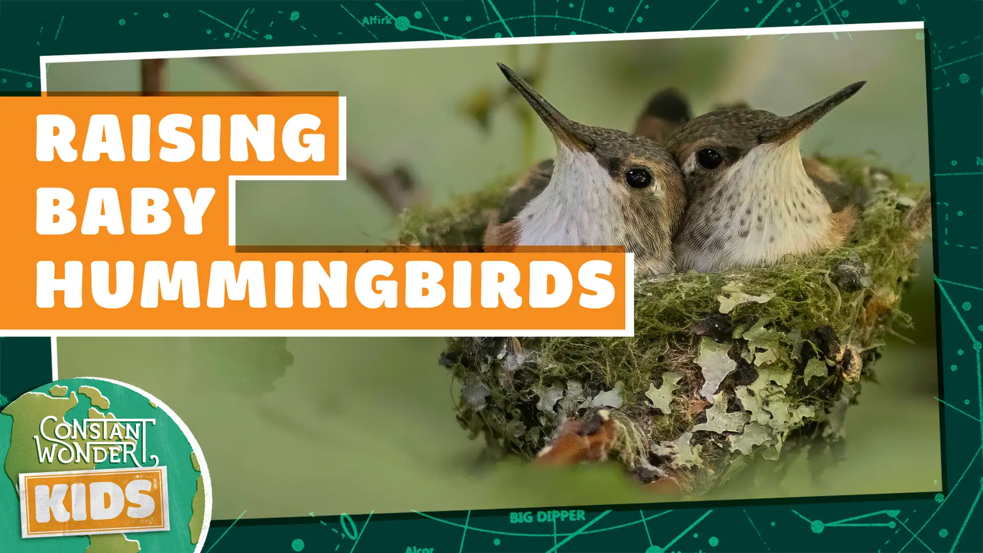 Raising Baby Hummingbirds