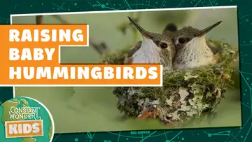 Raising Baby Hummingbirds