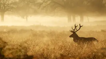 Hunting Stupid