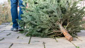 Christmas Trees & the Coast