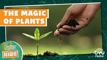 The Magic of Plants