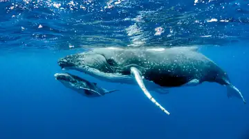 The Fate of Kidnapped Whales Russia Released Into Wild