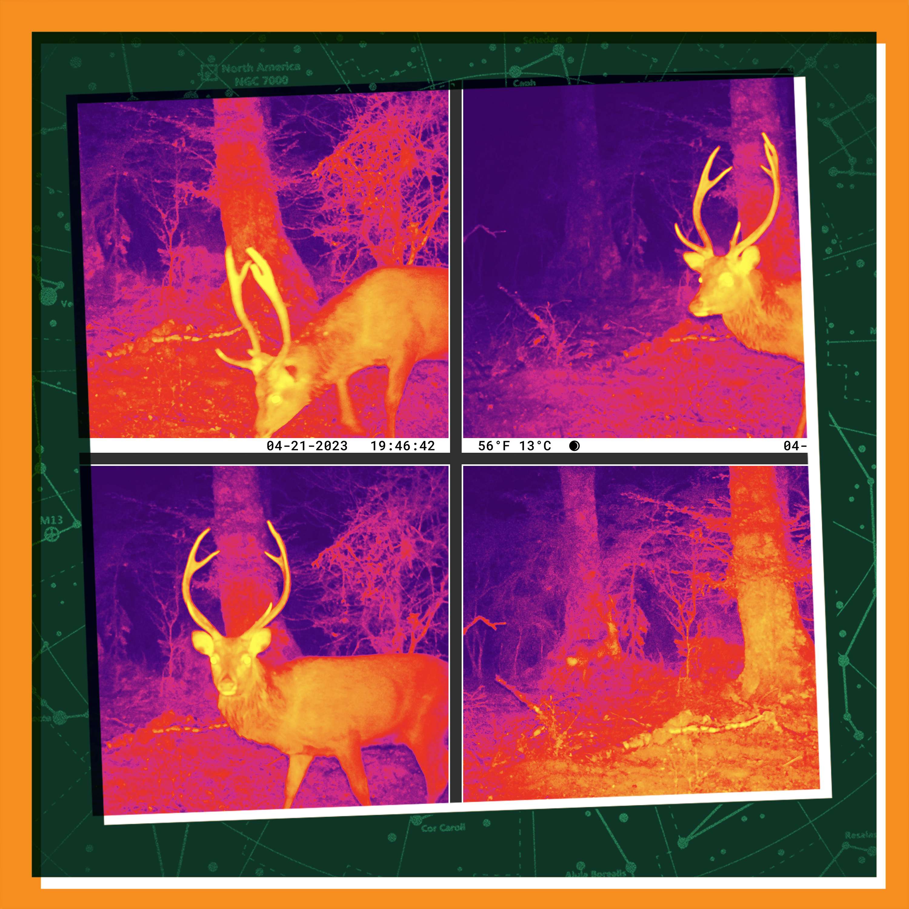 Candid Creatures episode artwork